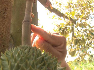 Cách Nhận Biết Sầu Riêng Chín Cây Và Sầu Riêng Ngâm Thuốc Chuẩn Nhất