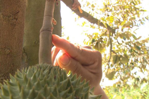 Cách Nhận Biết Sầu Riêng Chín Cây Và Sầu Riêng Ngâm Thuốc Chuẩn Nhất